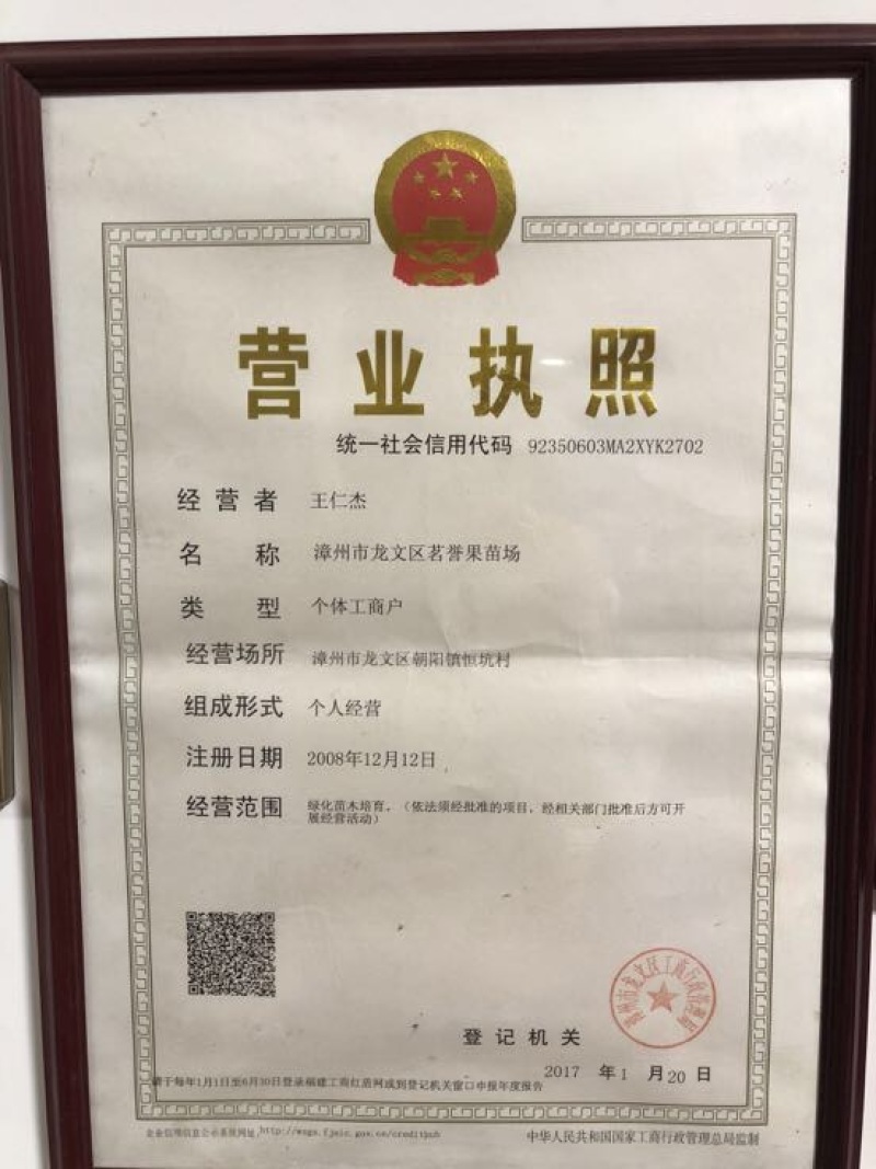 黄金百香果苗10~20cm