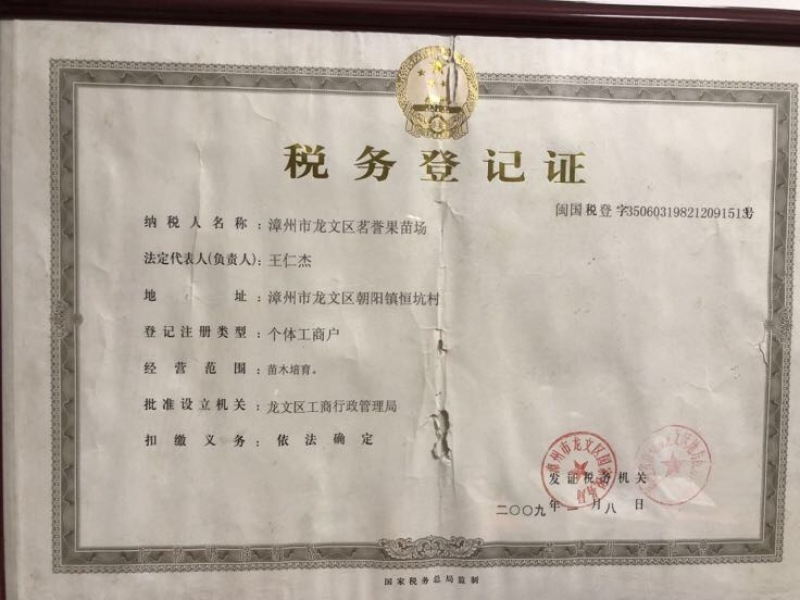 黄金百香果苗10~20cm