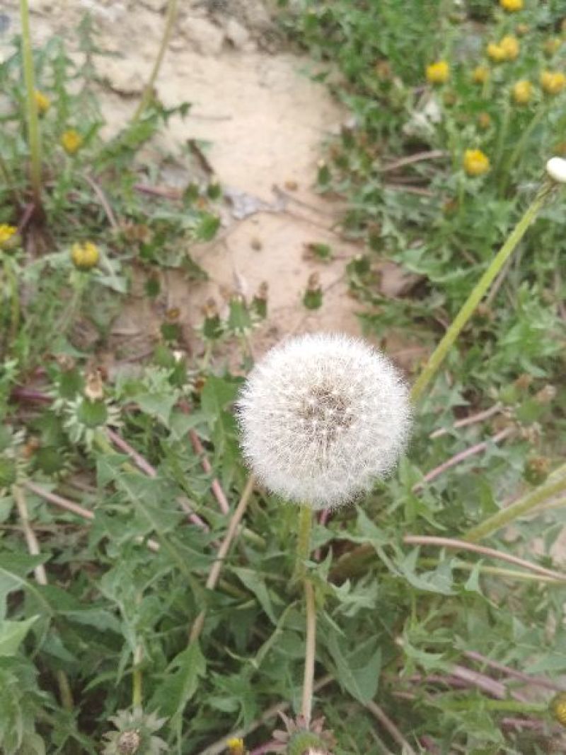 救心菜苗