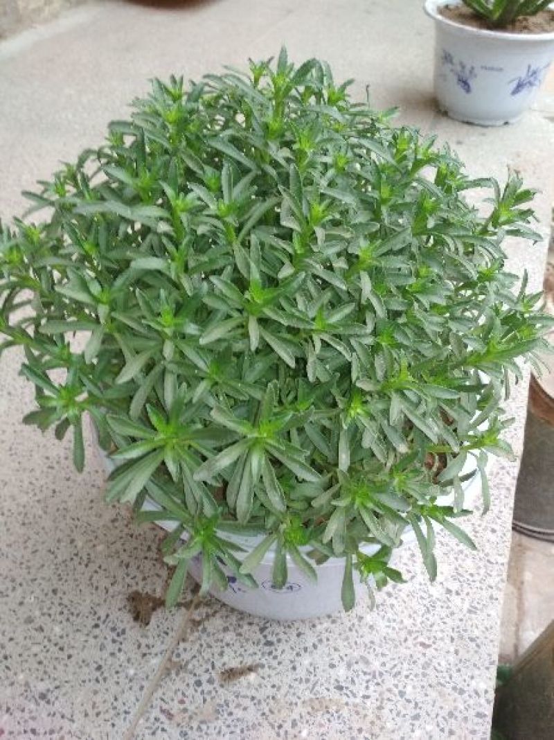 救心菜苗