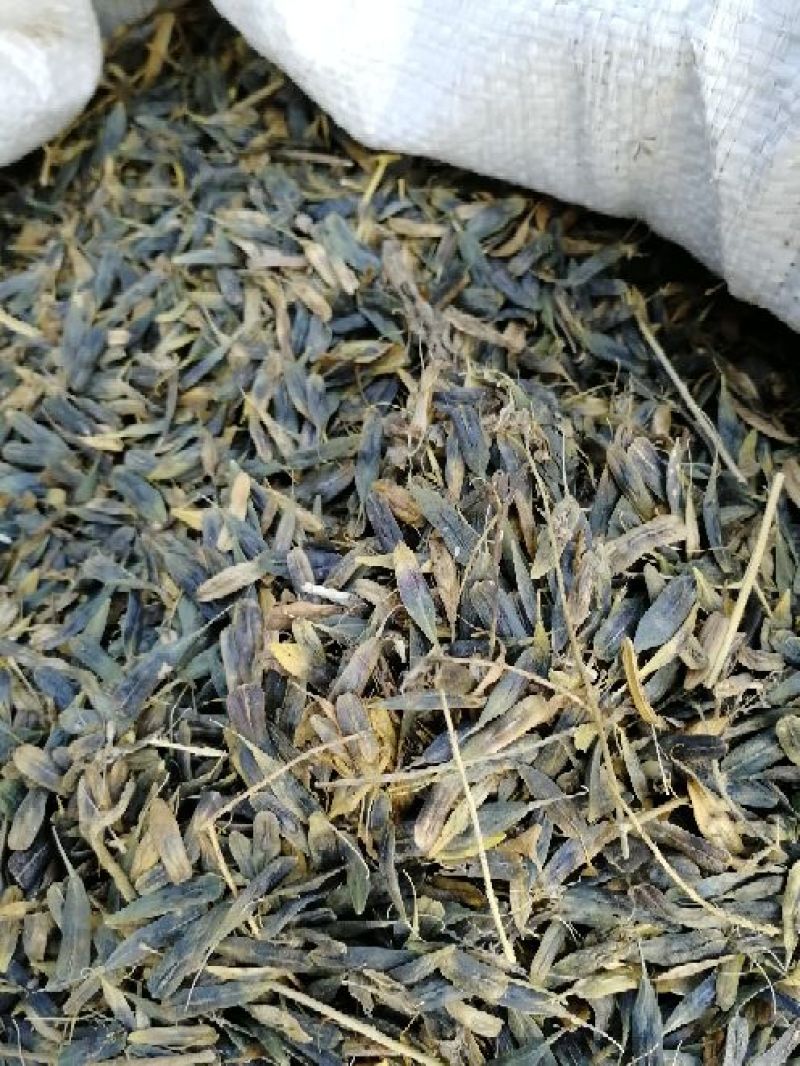 板蓝根种子90%以上，板蓝根，大青叶种子