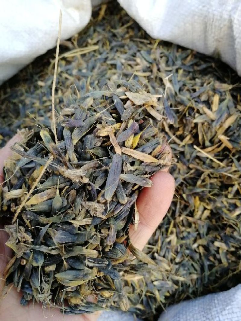 板蓝根种子90%以上，板蓝根，大青叶种子