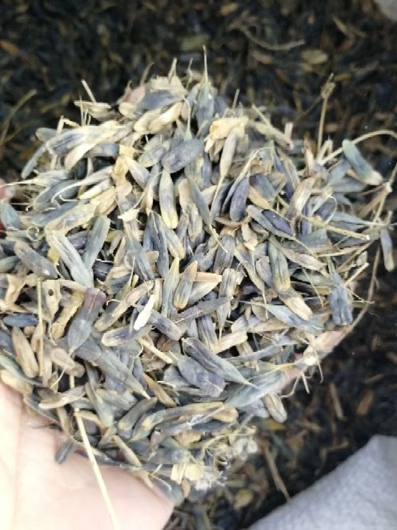 板蓝根种子90%以上，板蓝根，大青叶种子