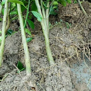 红橘苗、1-3公分，真实货源，基地直销
