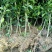 红橘苗、1-3公分，真实货源，基地直销