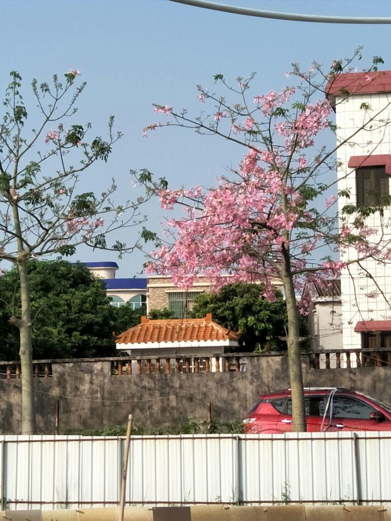 乌龟0.5~1斤