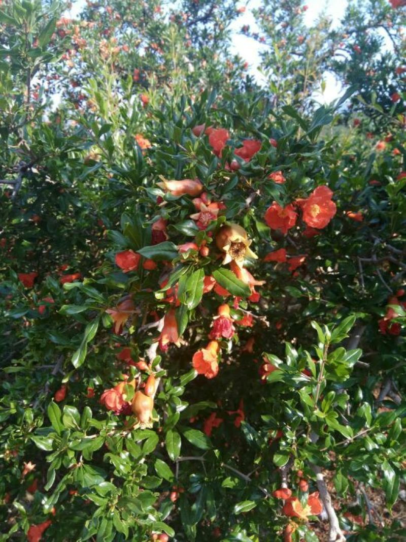 石榴花石榴花，干货。