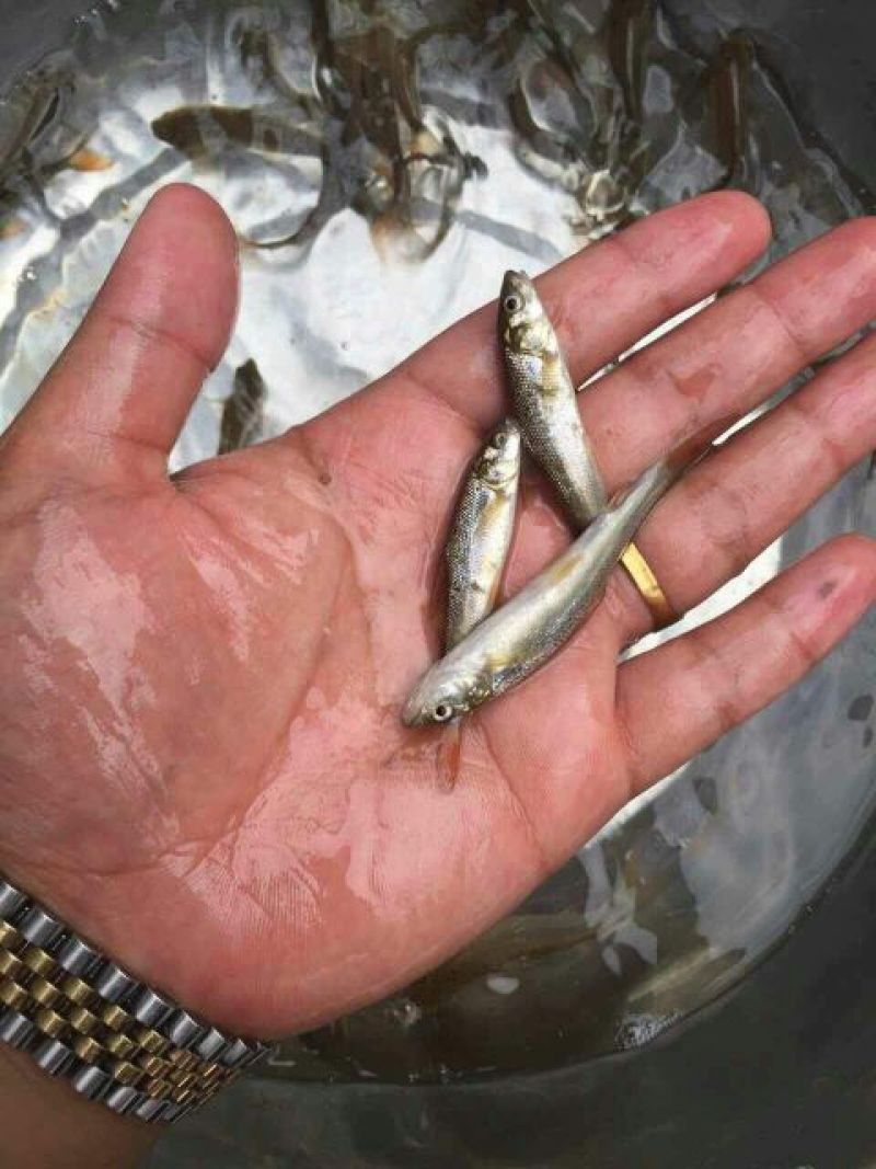 银雪鱼鱼苗，鱼苗批发，基地直供鳕鱼苗技术指导，鳕鱼购销