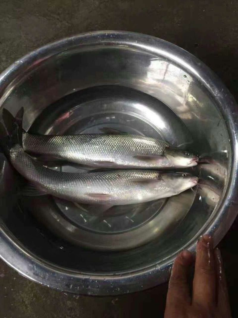 银雪鱼鱼苗，鱼苗批发，基地直供鳕鱼苗技术指导，鳕鱼购销