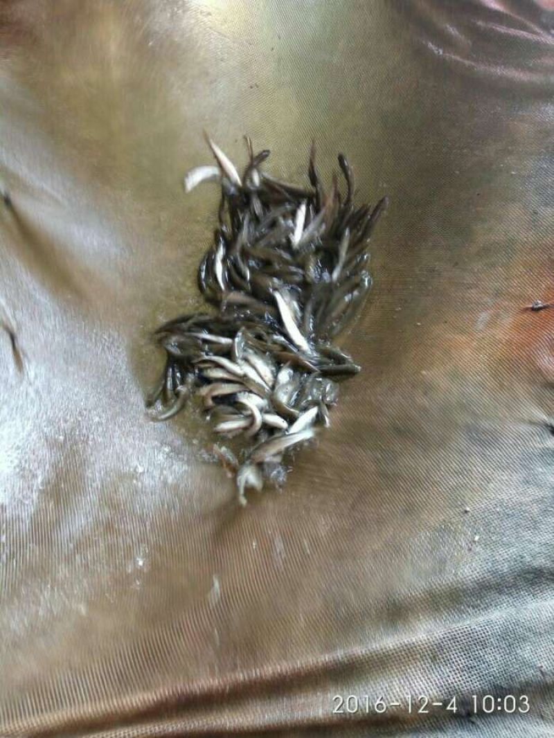 银雪鱼鱼苗，鱼苗批发，基地直供鳕鱼苗技术指导，鳕鱼购销