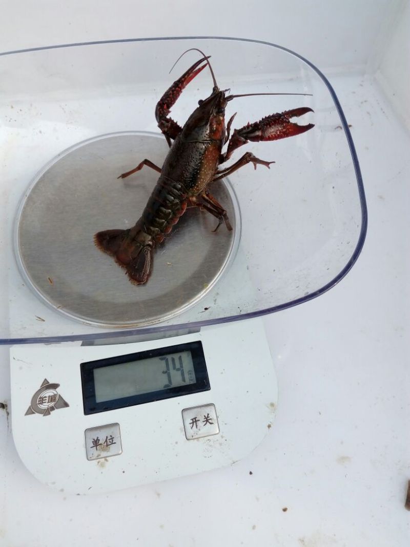 小龙虾稻田套养6-8钱（30-40克）食用活虾