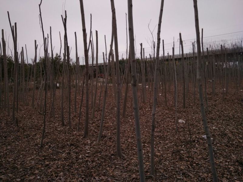 栾树8~10cm8~10cm3~3.5米