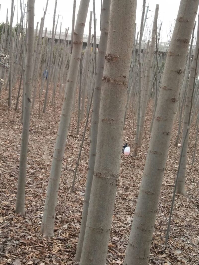 栾树8~10cm8~10cm3~3.5米