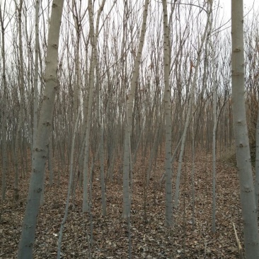栾树8~10cm8~10cm3~3.5米
