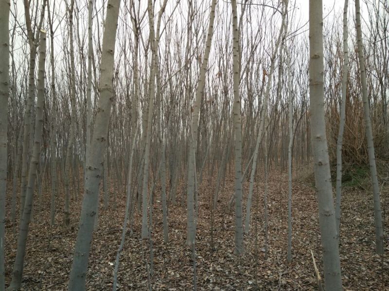 栾树8~10cm8~10cm3~3.5米