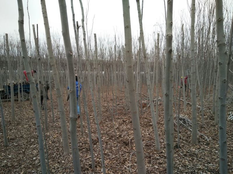 栾树8~10cm8~10cm3~3.5米