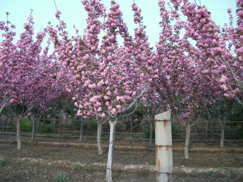 樱花树4cm以下