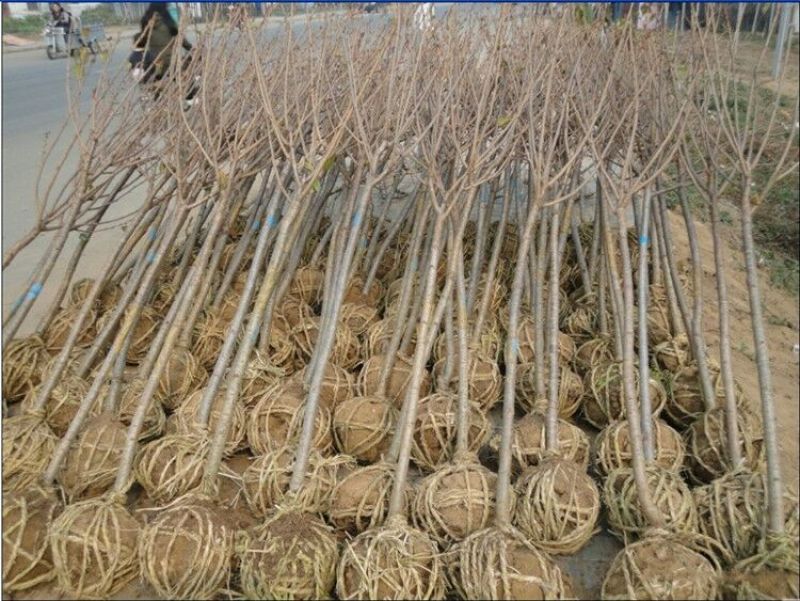 樱花树4cm以下