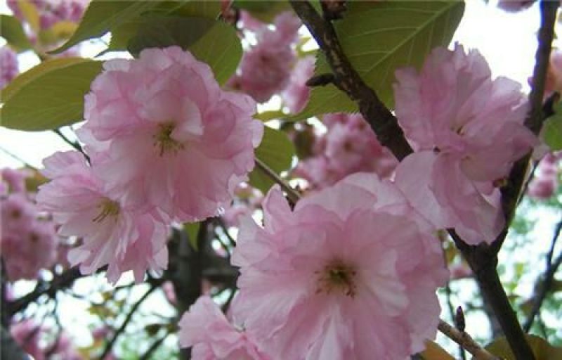 樱花树4cm以下
