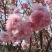樱花树4cm以下
