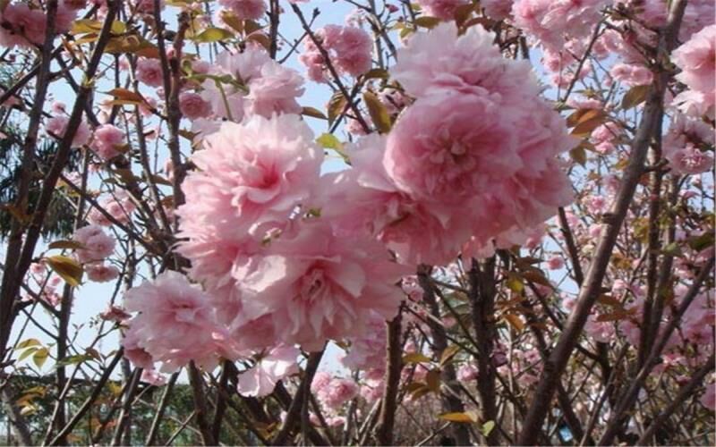 樱花树4cm以下
