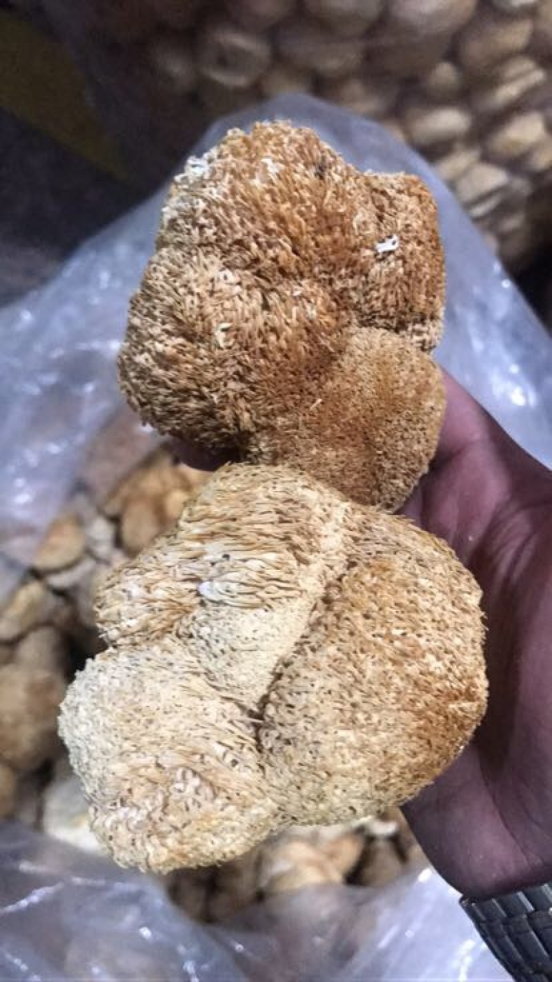 猴头菇7~9厘米