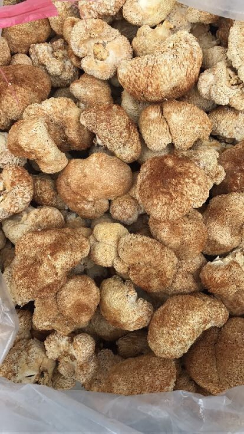 猴头菇7~9厘米