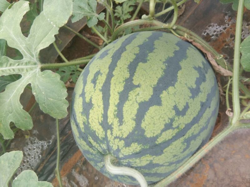 甜王西瓜10斤打底8成熟1茬