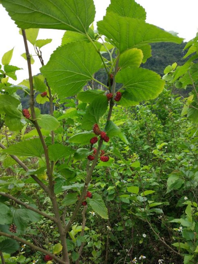 桑枝老树桑枝片