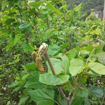 桑枝老树桑枝片