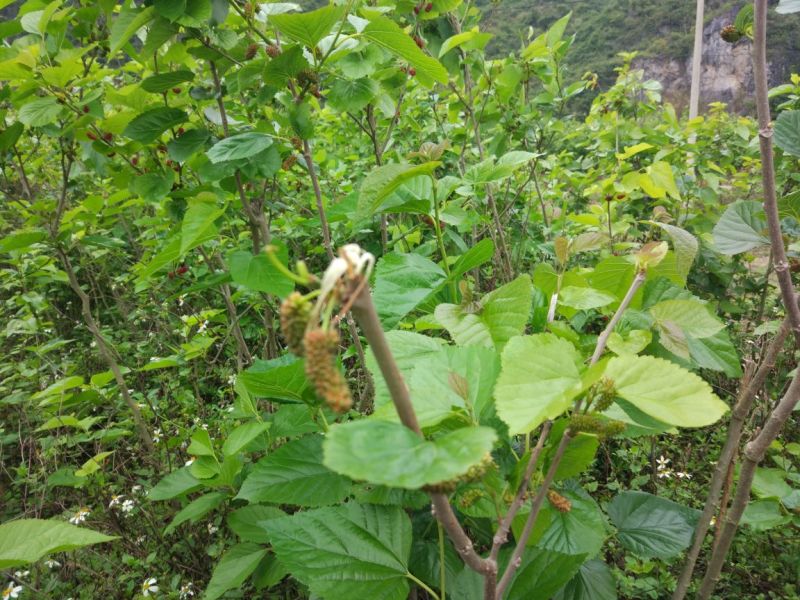 桑枝老树桑枝片