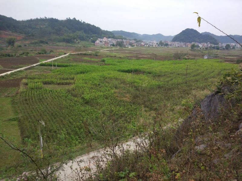 桑枝老树桑枝片