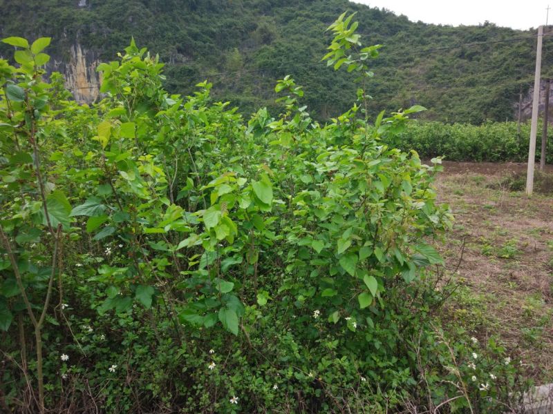 桑枝老树桑枝片
