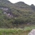 岩黄连鲜货野生岩连