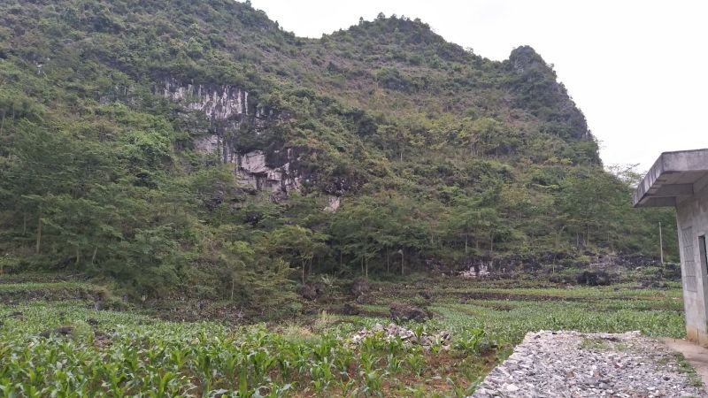 岩黄连鲜货野生岩连