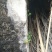 岩黄连鲜货野生岩连