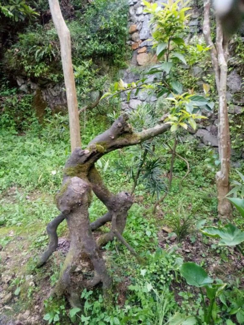 金弹子树桩