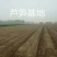白芦笋10毫米以上