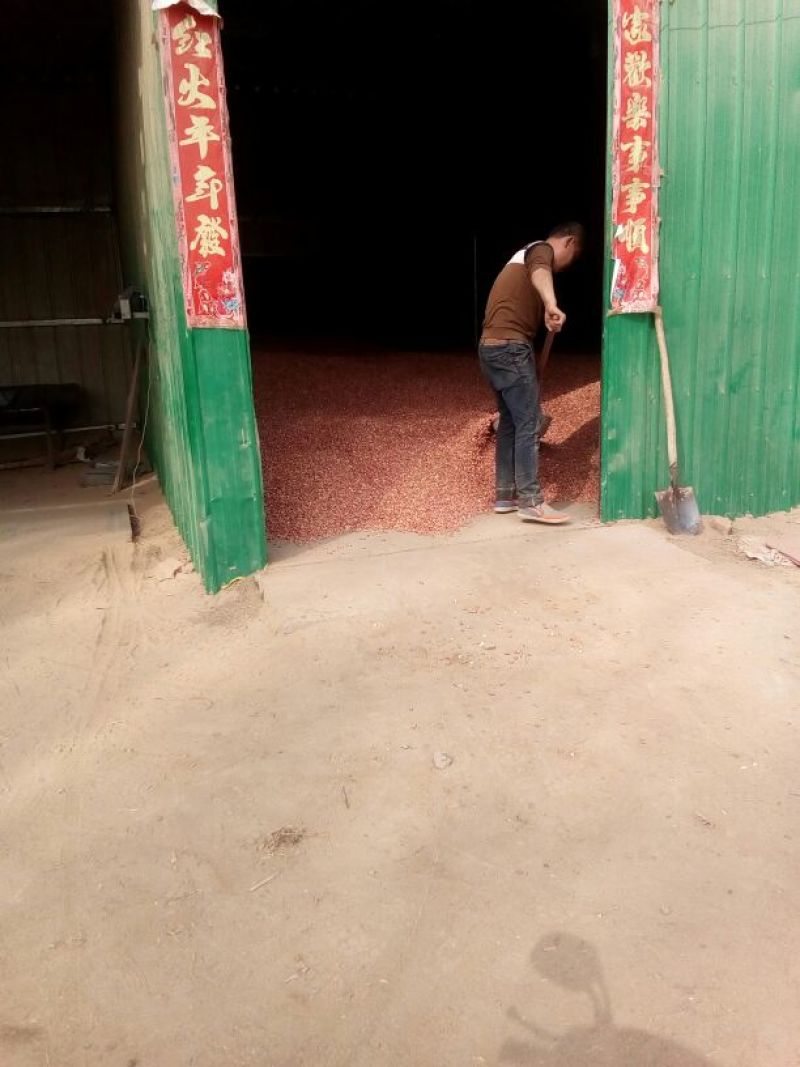 花生米红皮一级