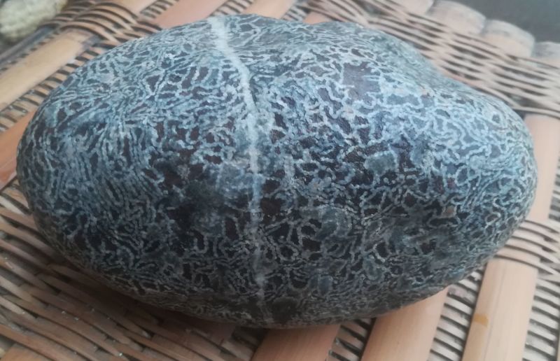 毛石古生物化石