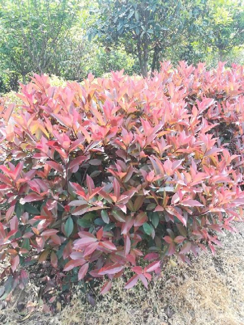 红叶石楠2~4cm4cm以下1.5~2米