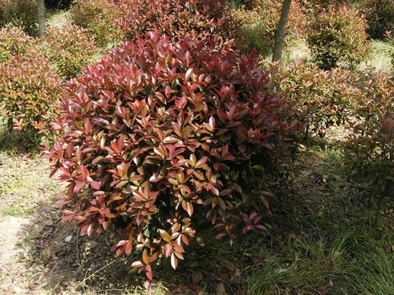 红叶石楠2~4cm4cm以下1.5~2米