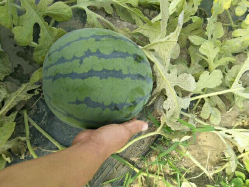 地雷瓜10斤打底9成熟1茬