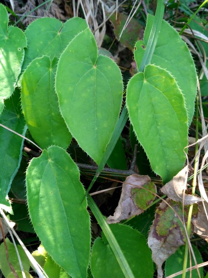 湖北神农架野生淫羊藿种苗30~50cm