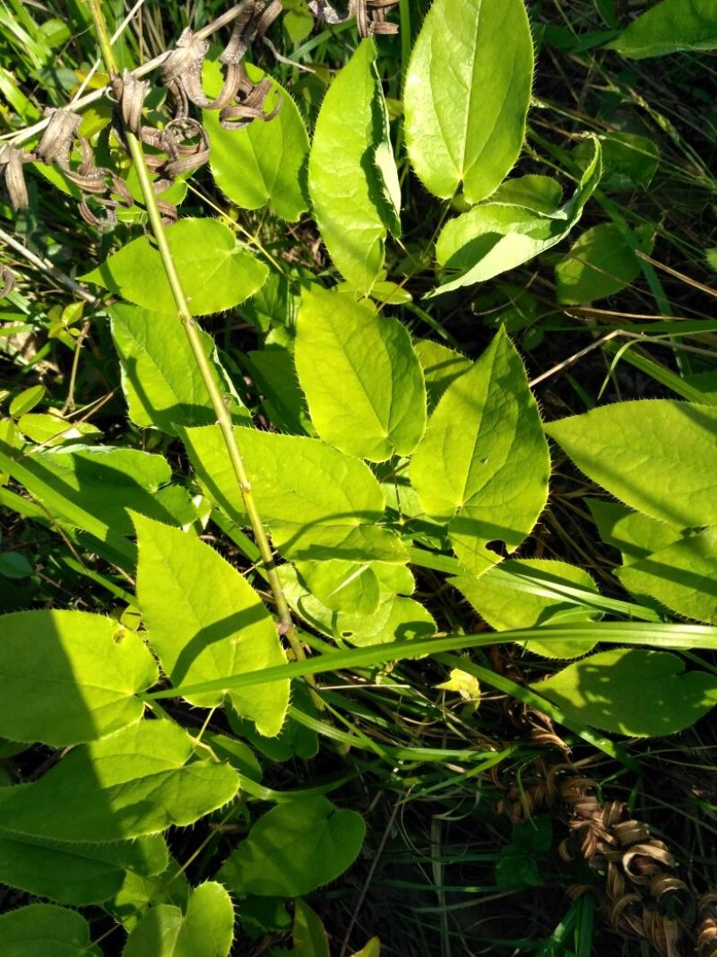 湖北神农架野生淫羊藿种苗30~50cm