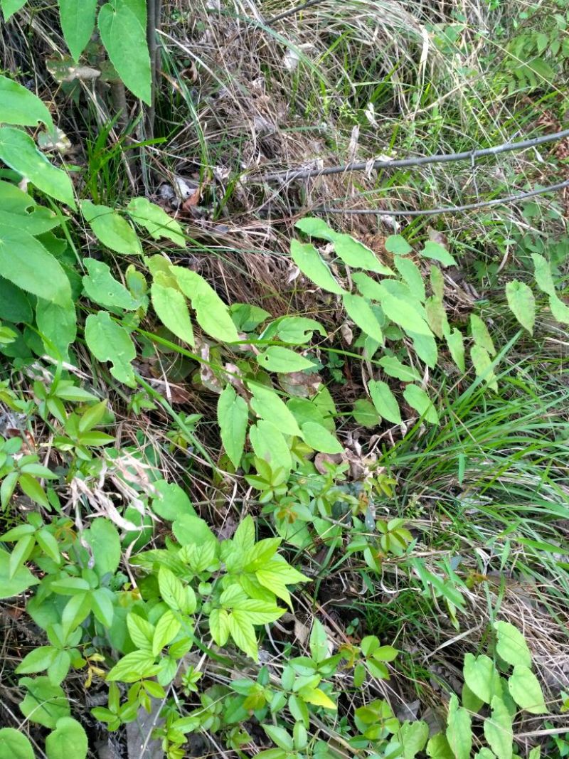 湖北神农架野生淫羊藿种苗30~50cm