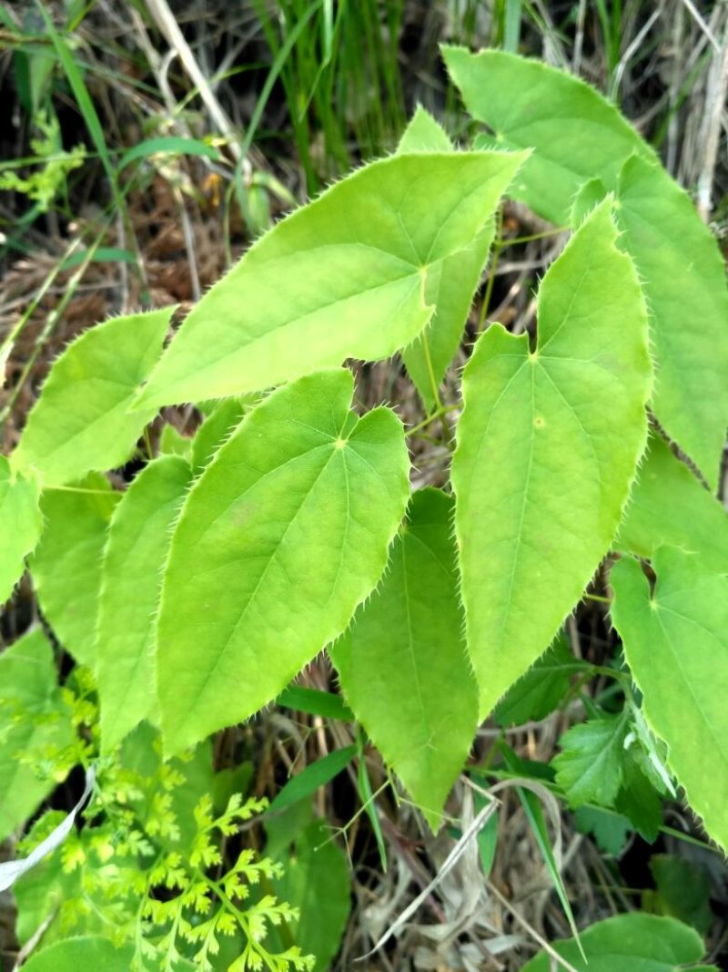 湖北神农架野生淫羊藿种苗30~50cm