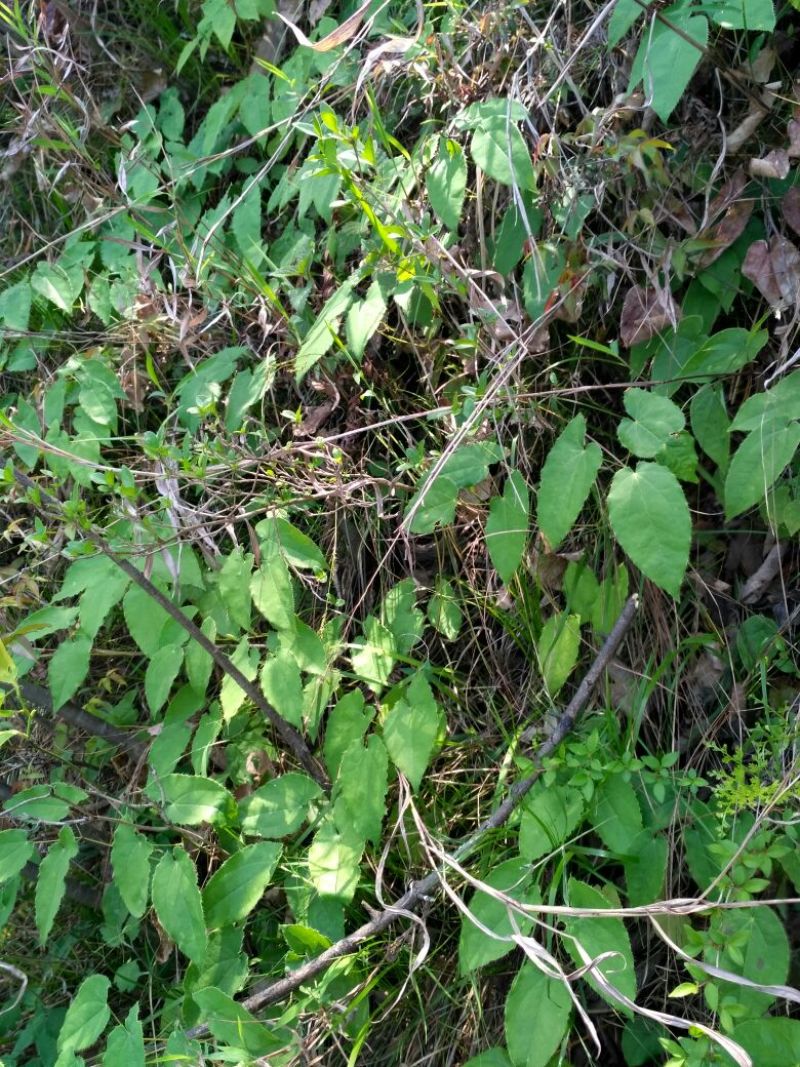 湖北神农架野生淫羊藿种苗30~50cm
