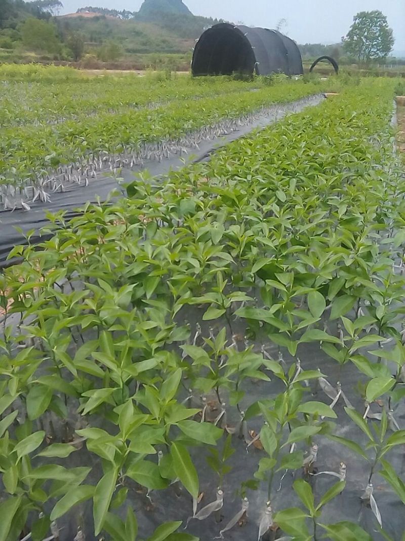 自育优质沃柑苗品种纯苗子粗壮，苗地偏远地区无病区放心购