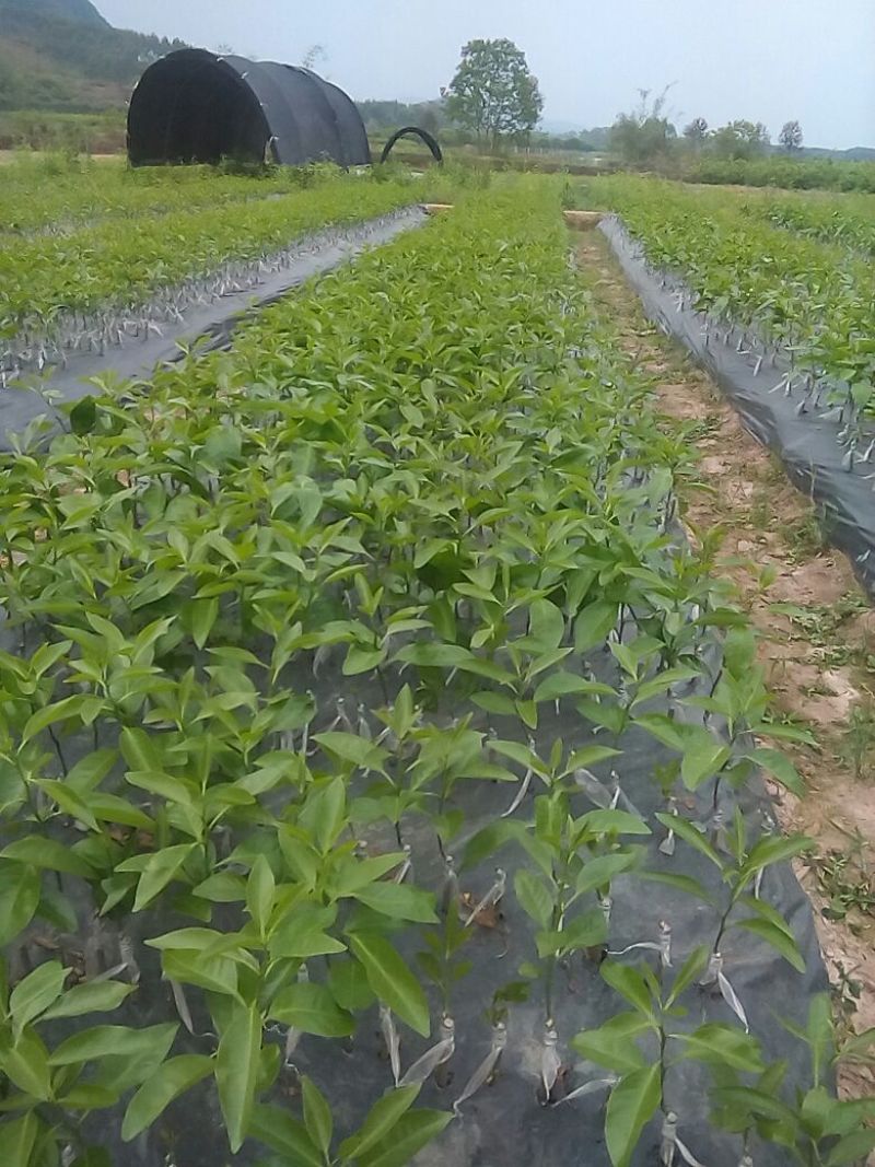 自育优质沃柑苗品种纯苗子粗壮，苗地偏远地区无病区放心购